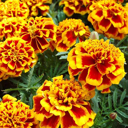 Бархатцы Том тумб, смесь окрасок артикул фото 1 Бархатцы Том тумб, смесь окрасок изображение 1 артикул 69925