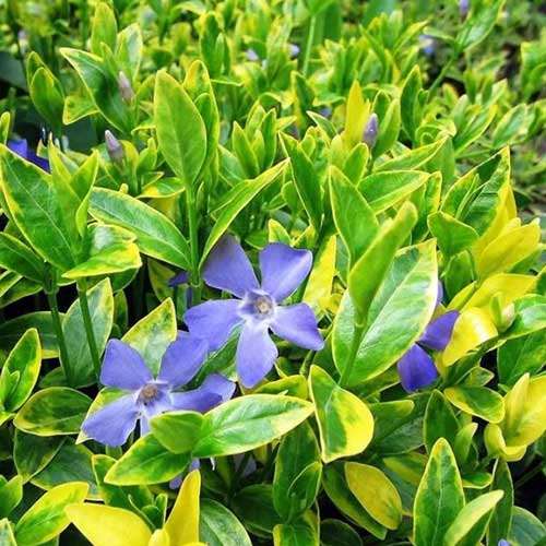 Барвинок Блю энд Голд изображение 1 артикул 01008