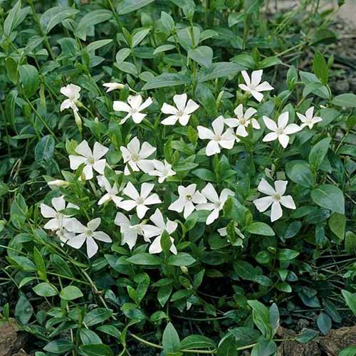 Барвинок Гертруда Джекил изображение 1 артикул 01009