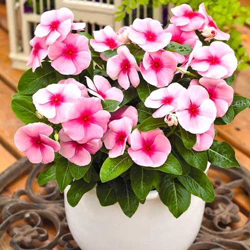 Барвинок розовый Щеголь, семена артикул фото 1 Барвинок розовый Щеголь, семена изображение 1 артикул 65938