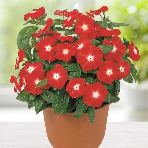 Барвинок Виктори Абрикосовый изображение 1 артикул 71419