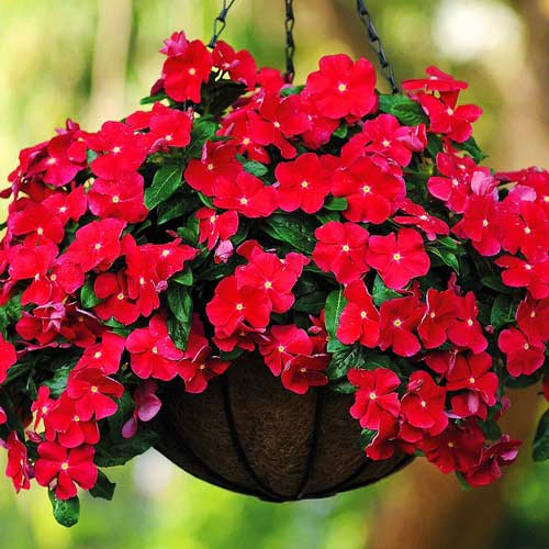 Барвинок Виктори Кармин изображение 1 артикул 71420