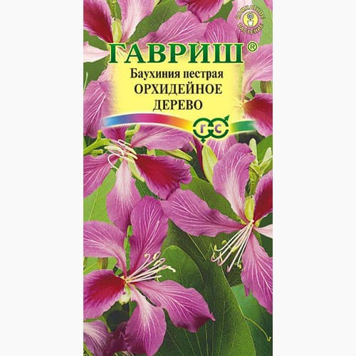 Баухиния пурпурная Орхидейное дерево  Гавриш изображение 1 артикул 97606