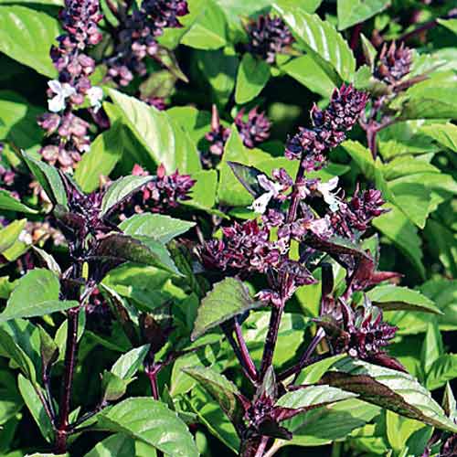 Базилик Душистый красавчик Седек артикул фото 1 Базилик Душистый красавчик Седек изображение 1 артикул 71610