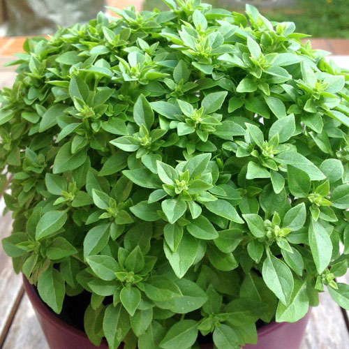 Базилик Казанова Premium Seeds изображение 1 артикул 83728