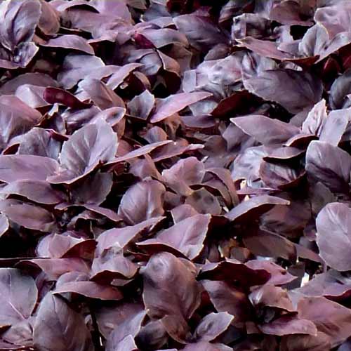 Базилик Жиголо изображение 1 артикул 69776