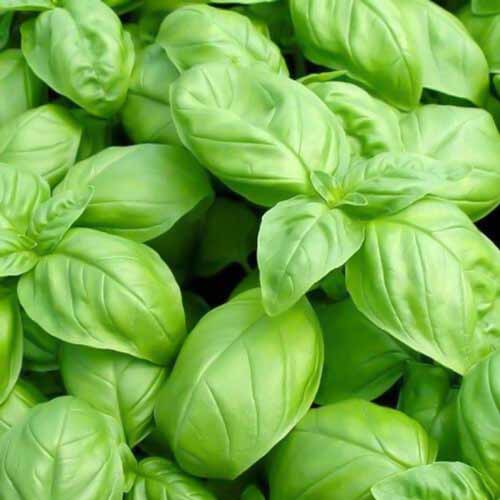 Базилик Крупнолистный изображение 1 артикул 71796