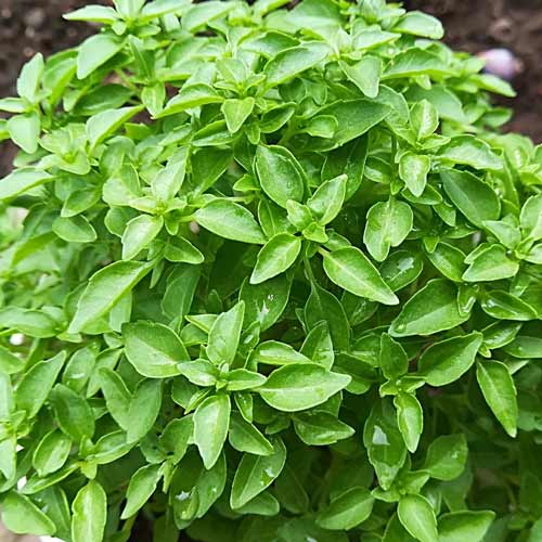 Базилик Лучано изображение 1 артикул 69777