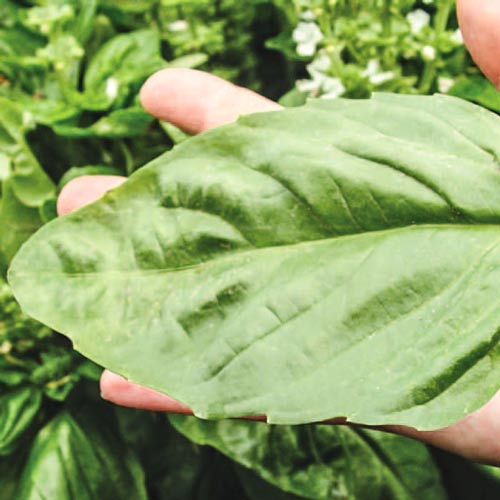 Базилик Русский Размер изображение 1 артикул 69857