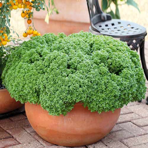 Базилик шаровидный Парфюм изображение 1 артикул 74001