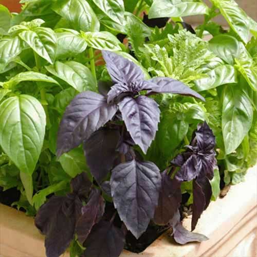 Базилик Шесть ароматов, смесь сортов Русский огород НК изображение 1 артикул 69858