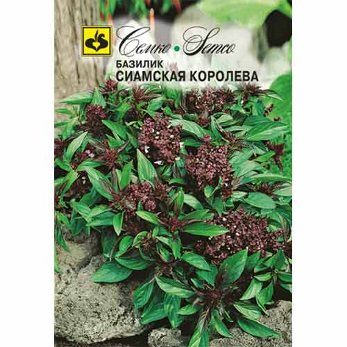 Базилик Сиамская Королева Семко изображение 1 артикул 84941