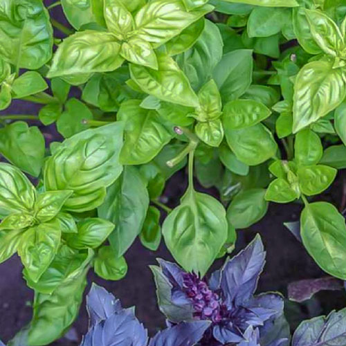 Базилик Восточные сказки Premium Seeds изображение 1 артикул 83727