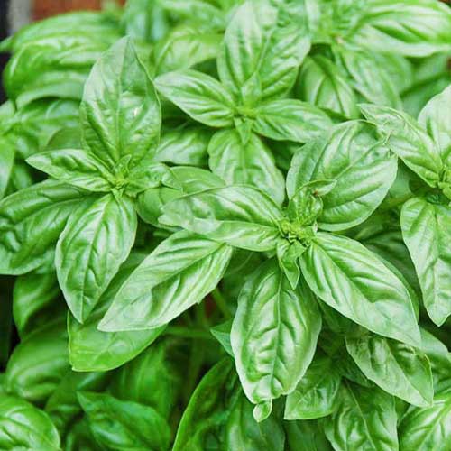 Базилик Зеленый лайм Русский огород НК изображение 1 артикул 82752