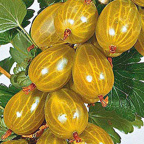 Крыжовник желтый изображение 1 артикул 4961_1