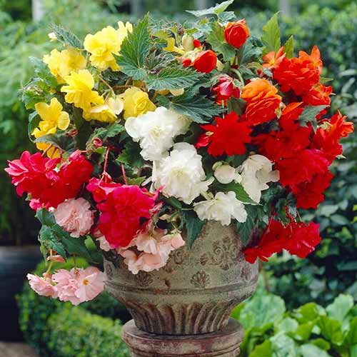 Бегония ампельная, микс изображение 1 артикул 76508