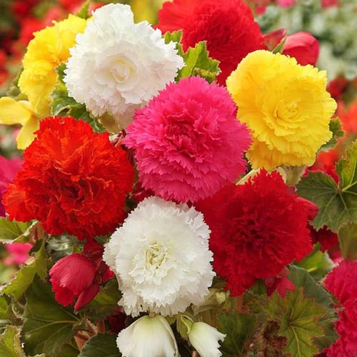 Бегония Фимбриата, микс изображение 2 артикул 76386