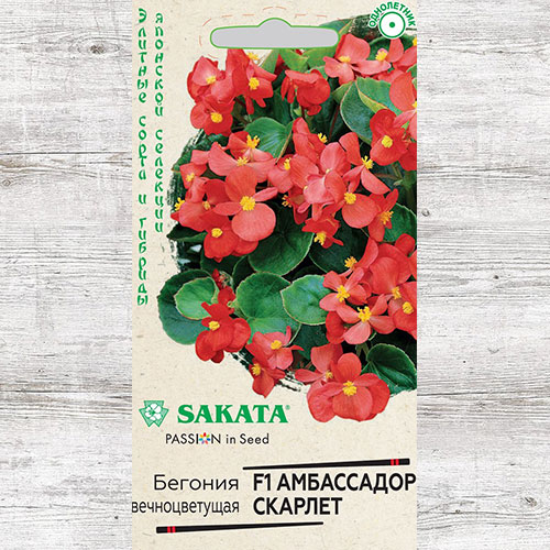 Бегония Амбассадор Скарлет F1 Гавриш изображение 1 артикул 73722
