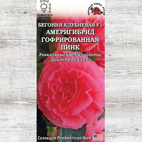 Бегония Америгибрид Пинк изображение 1 артикул 83700