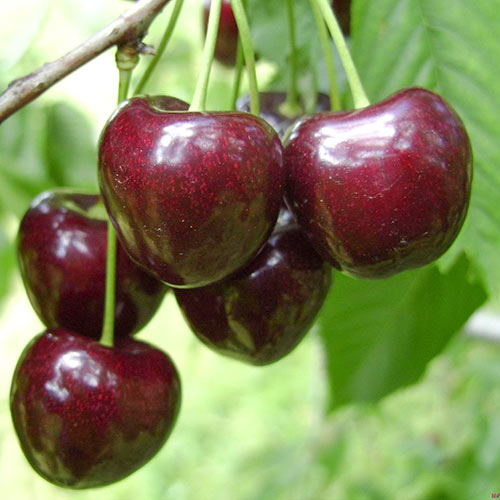 Черешня Регина изображение 1 артикул 7919