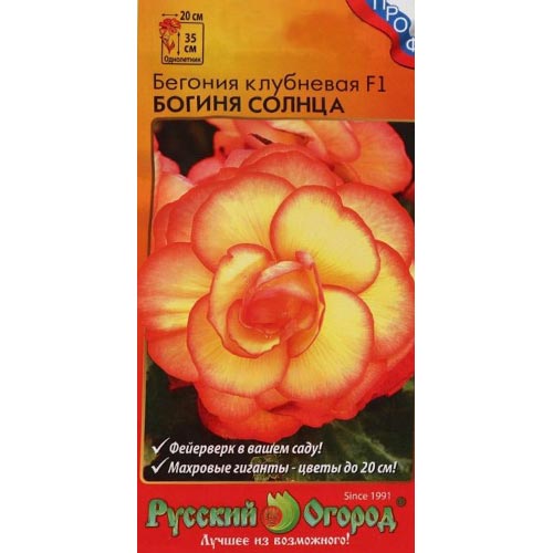 Бегония Богиня солнца F1 НК изображение 1 артикул 92466