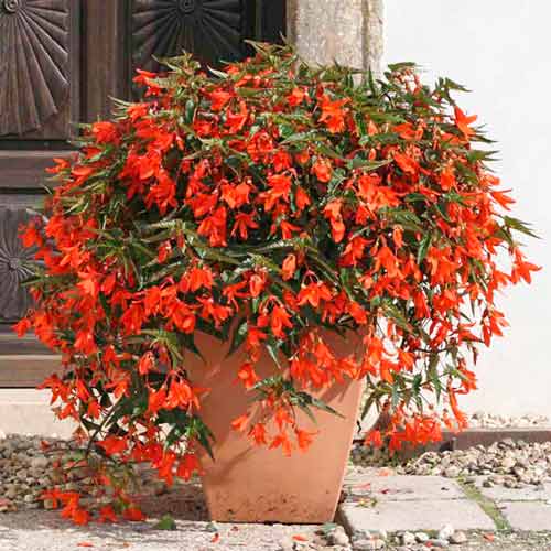 Бегония боливийская Триумф красная F1, семена изображение 1 артикул 66029