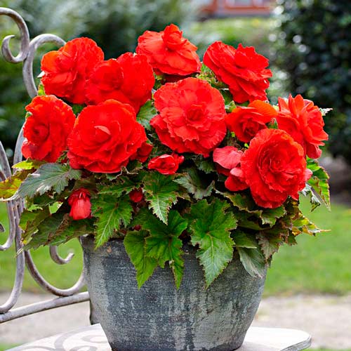 Бегония Дабл Дарк Ред артикул фото 1 Бегония Дабл Дарк Ред изображение 1 артикул 76185