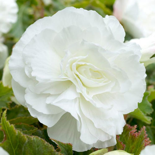 Бегония махровая Вайт изображение 1 артикул 76384