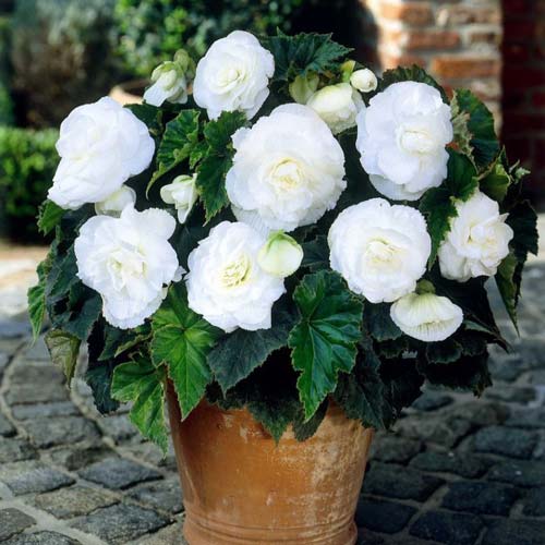 Бегония махровая Вайт изображение 2 артикул 76384