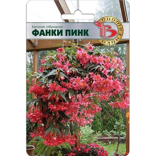 Бегония Фанки Пинк Биотехника артикул фото 1 Бегония Фанки Пинк Биотехника изображение 1 артикул 91573