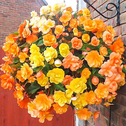 Бегония Фейри Шейдс изображение 1 артикул 76670