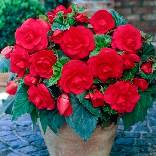 Бегония Фимбриата Дарк Ред изображение 1 артикул 76186