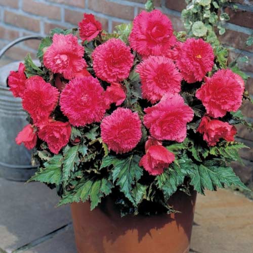 Бегония Фимбриата Пинк изображение 1 артикул 76388