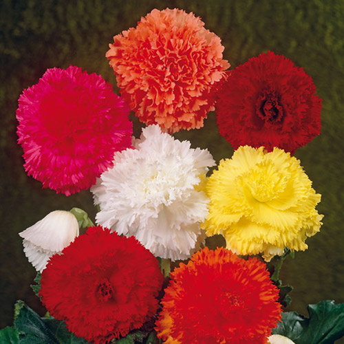 Бегония фимбриата, смесь окрасок изображение 1 артикул 3209