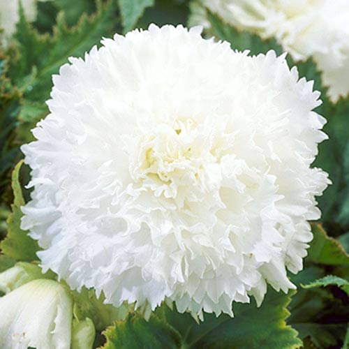 Бегония Фимбриата Вайт артикул фото 1 Бегония Фимбриата Вайт изображение 1 артикул 76390