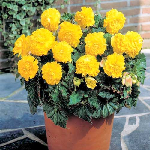 Бегония Фимбриата Йеллоу изображение 1 артикул 76391