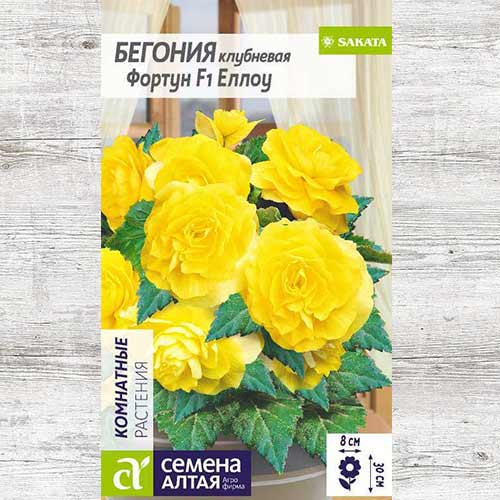 Бегония Фортун Еллоу F1 артикул фото 1 Бегония Фортун Еллоу F1 изображение 1 артикул 81630