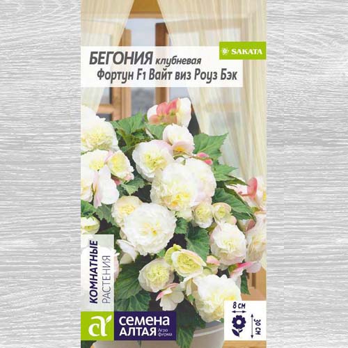 Бегония Фортун Вайт виз Роуз Бэк F1 изображение 1 артикул 78218