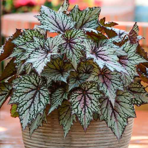 Бегония гибридная Грифон изображение 1 артикул 71314