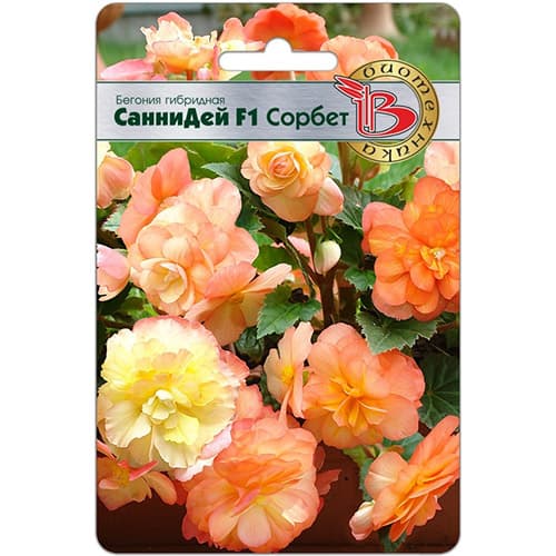 Бегония гибридная Санни Дей Сорбет F1 Биотехника артикул фото 1 Бегония гибридная Санни Дей Сорбет F1 Биотехника изображение 1 артикул 97329