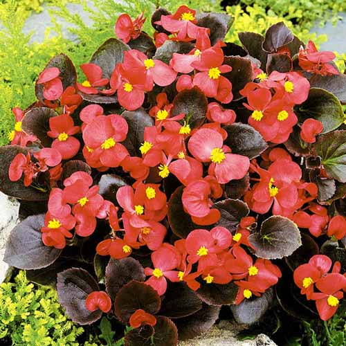 Бегония гигантская Биг Рэд с бронзовым листом F1 изображение 1 артикул 74072