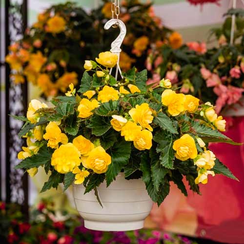 Бегония Гоу-гоу желтая F1, семена изображение 2 артикул 66907