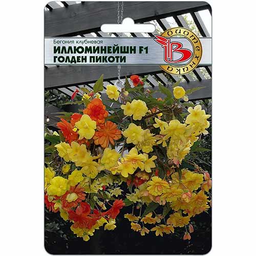 Бегония клубневая Иллюминейшн Голден Пикоти F1 Биотехника артикул фото 1 Бегония клубневая Иллюминейшн Голден Пикоти F1 Биотехника изображение 1 артикул 84614