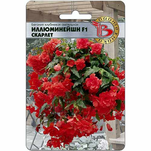Бегония клубневая ампельная Иллюминейшн Скарлет F1 Биотехника изображение 1 артикул 84616