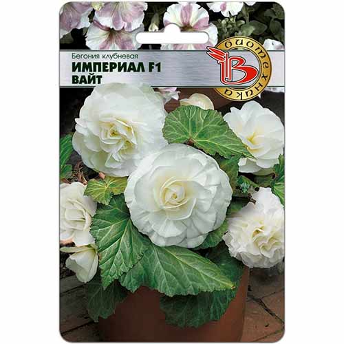 Бегония клубневая Империал Вайт F1 Биотехника изображение 1 артикул 74811