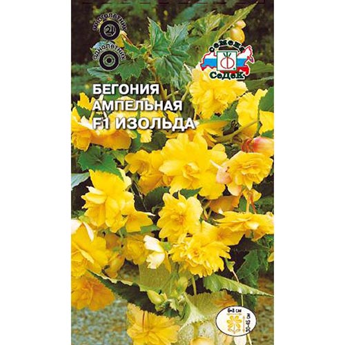 Бегония Изольда F1 Седек изображение 1 артикул 93674