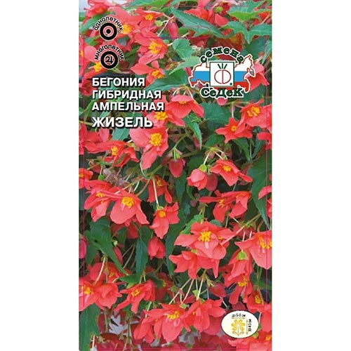 Бегония Жизель F1 Седек изображение 1 артикул 93673