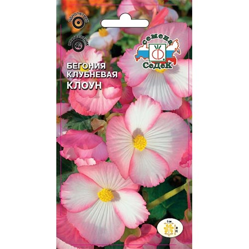 Бегония Клоун Седек изображение 1 артикул 93675