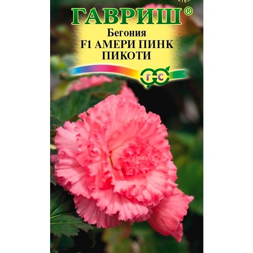 Бегония клубневая Амери Пинк Пикоти F1 Гавриш изображение 1 артикул 87917
