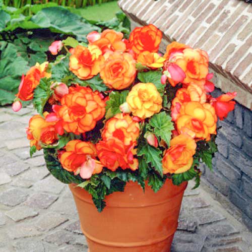 Бегония клубневая двухцветная Пикоти желто-красная изображение 1 артикул 67106